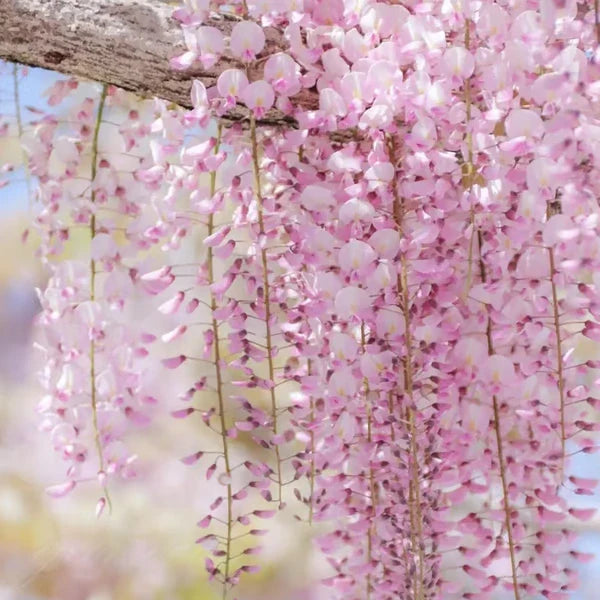 Wisteria Flower Seeds
