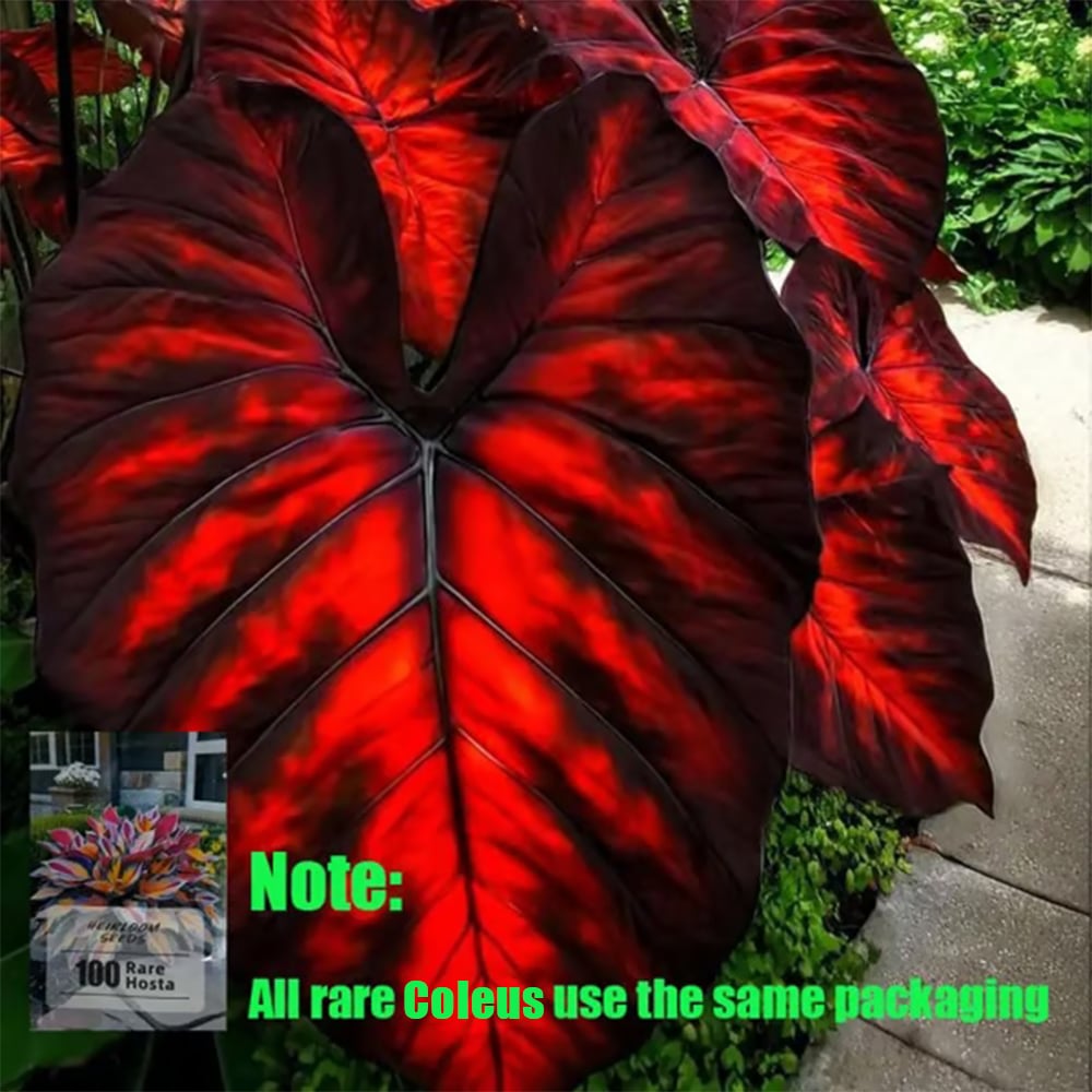 Rare Coleus Flower Seeds A.K.A Good luck plant