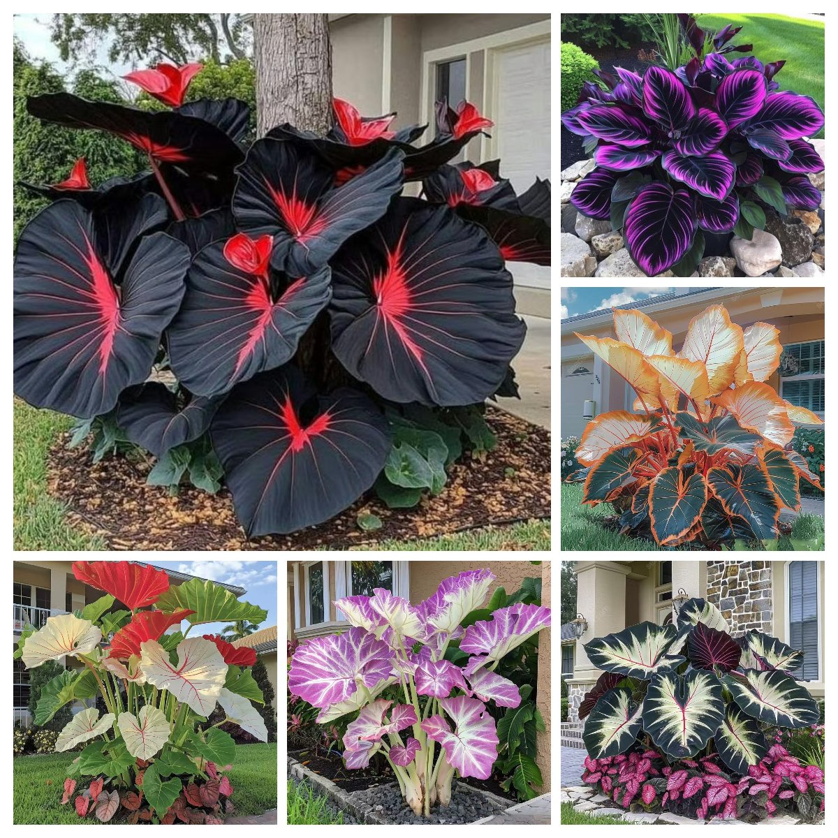 Rare Coleus Flower Seeds A.K.A Good luck plant