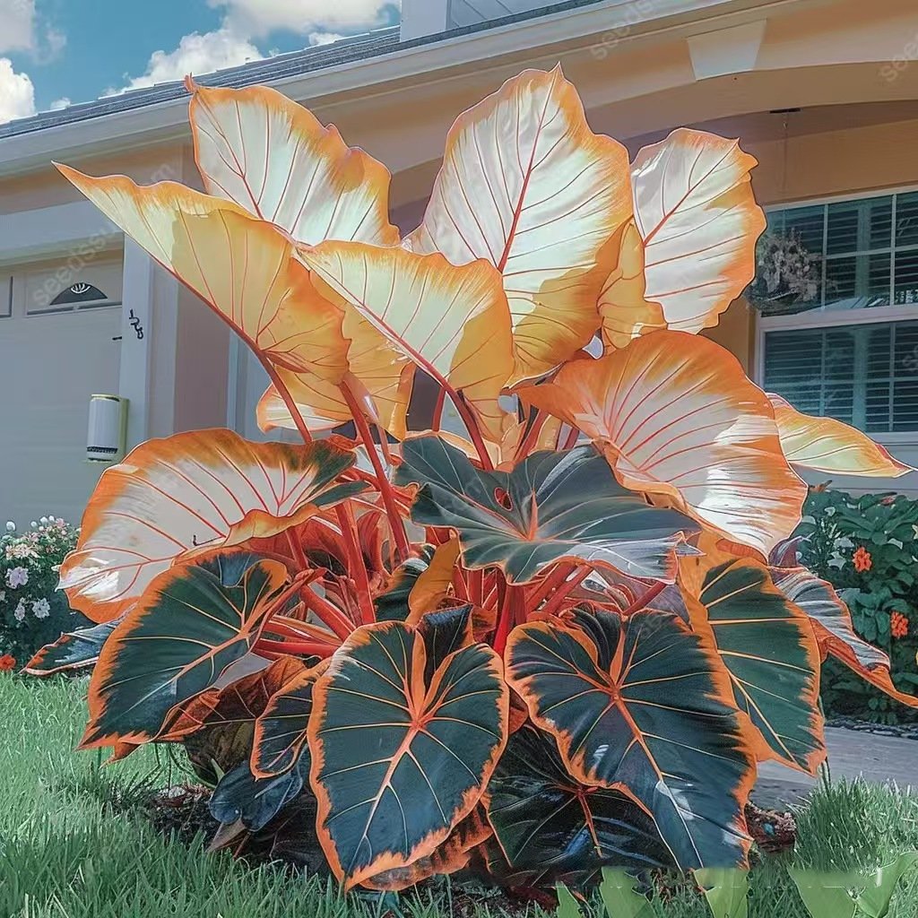 Rare Coleus Flower Seeds A.K.A Good luck plant