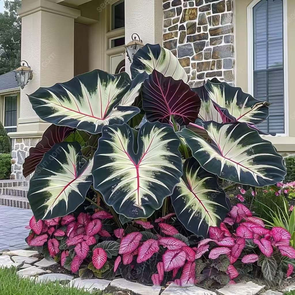 Rare Coleus Flower Seeds A.K.A Good luck plant
