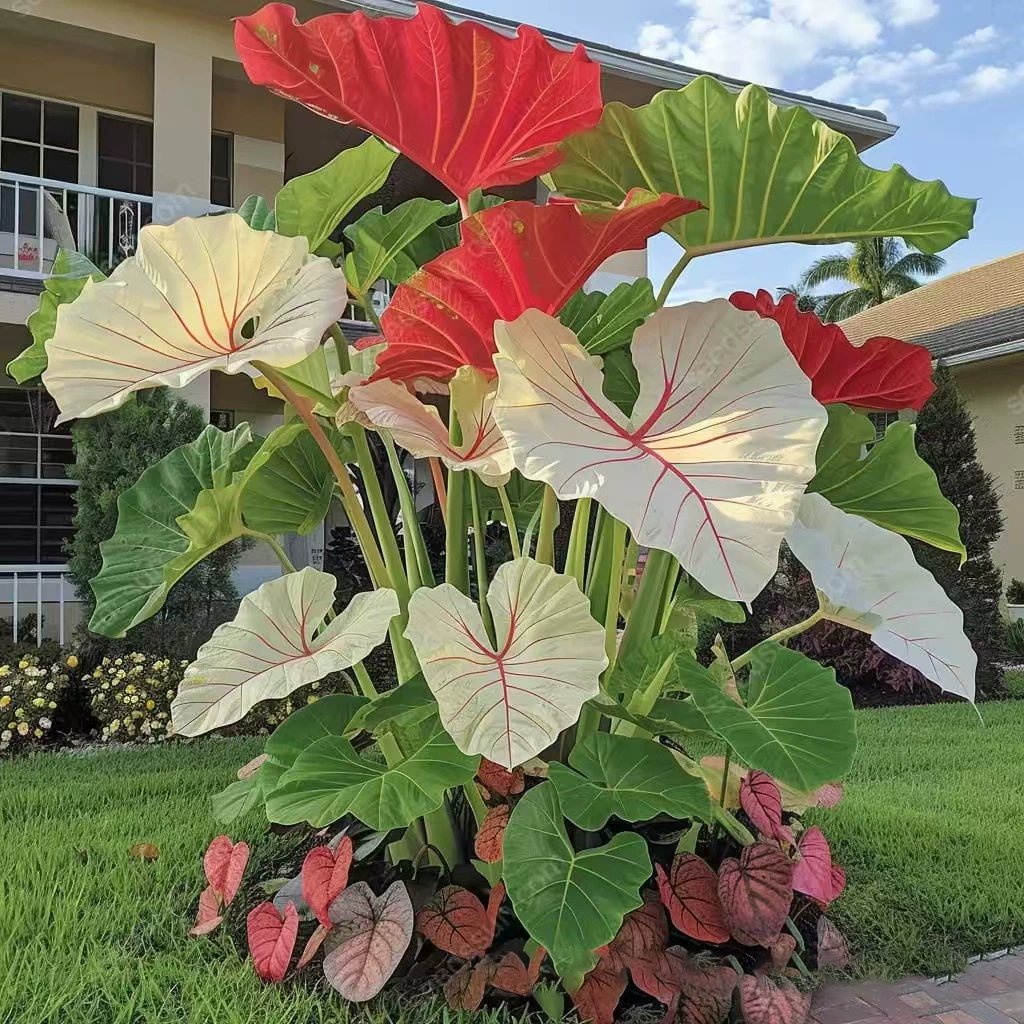 Rare Coleus Flower Seeds A.K.A Good luck plant