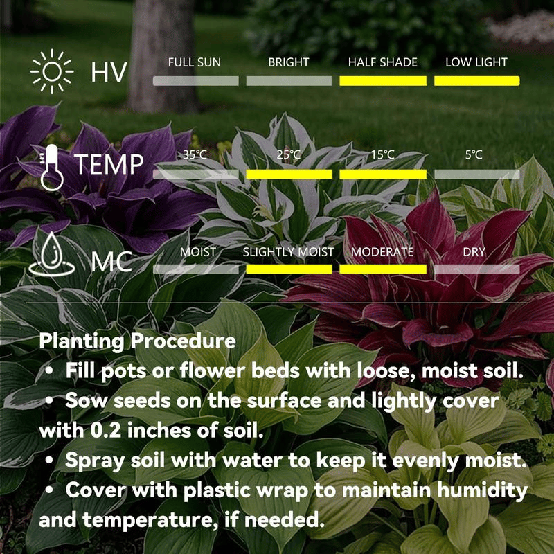 Rare Coleus Flower Seeds A.K.A Good luck plant