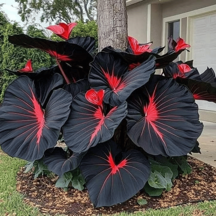 Rare Coleus Flower Seeds A.K.A Good luck plant