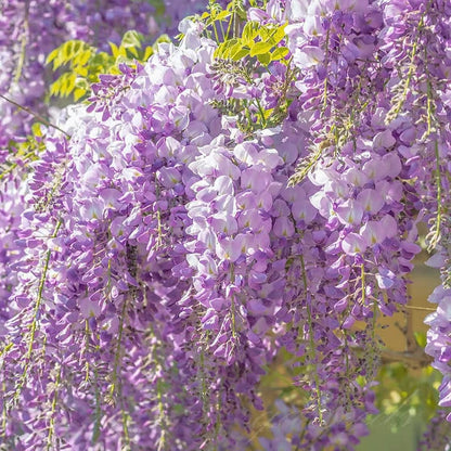 Wisteria Flower Seeds