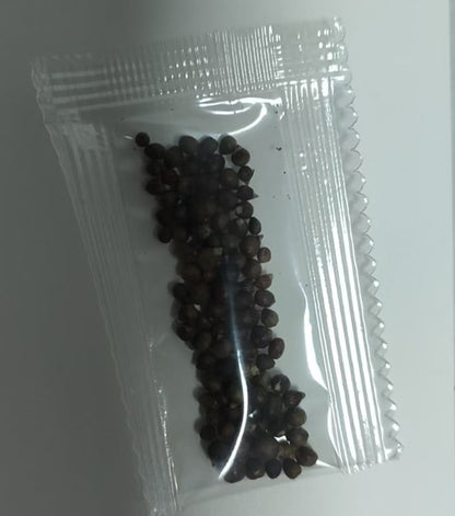 Rare Coleus Flower Seeds A.K.A Good luck plant