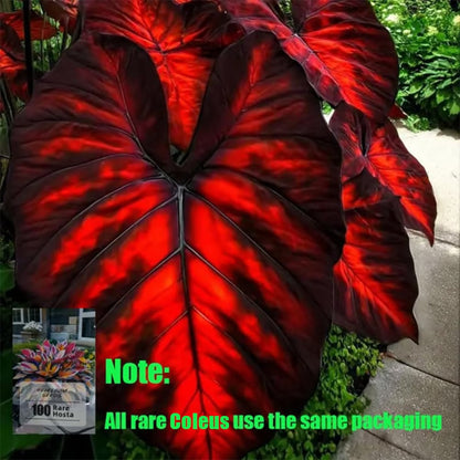 Rare Coleus Flower Seeds A.K.A Good luck plant