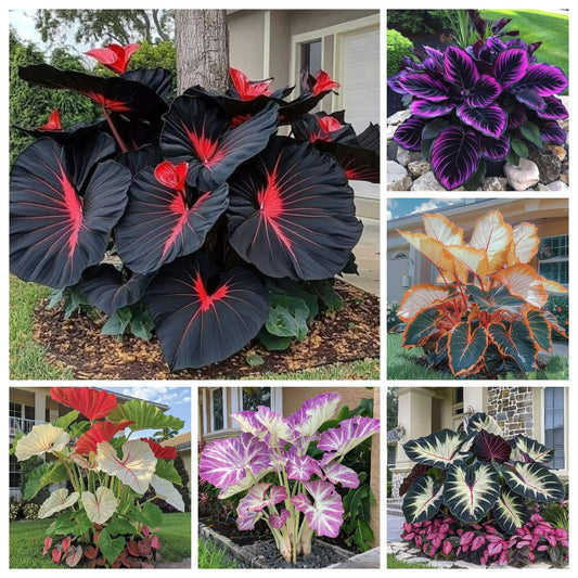 Rare Coleus Flower Seeds A.K.A Good luck plant