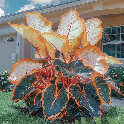 Rare Coleus Flower Seeds A.K.A Good luck plant