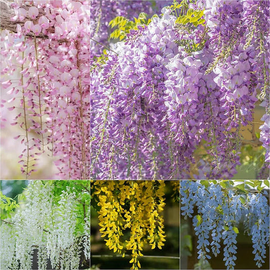 Wisteria Flower Seeds