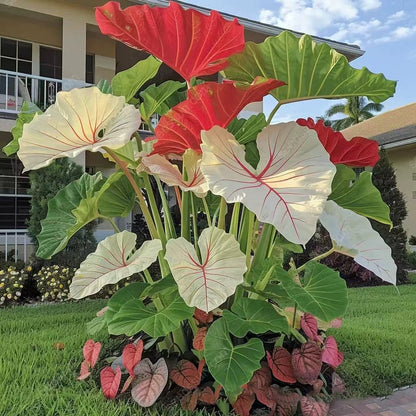 Rare Coleus Flower Seeds A.K.A Good luck plant