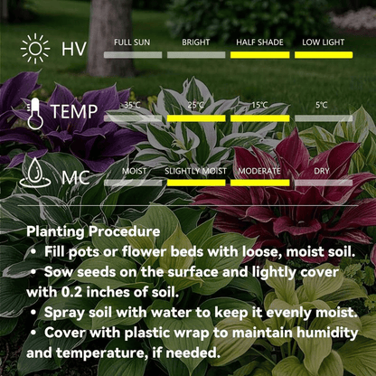 Rare Coleus Flower Seeds A.K.A Good luck plant