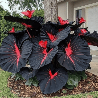 Rare Coleus Flower Seeds A.K.A Good luck plant